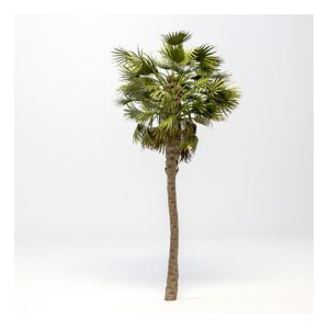 Washingtonia Robusta Palm 3D Model 3D model