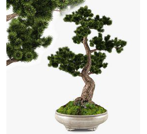 Bonsai Pinus Sylvestris Tree 02