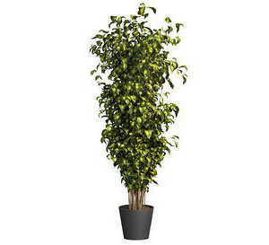 Ficus Liana Variegated